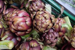pink artichoke ripe