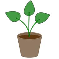 plant flowerpot pot gardening leaf