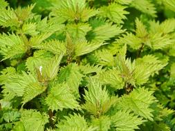 Fresh Nettles Foliation Pointed