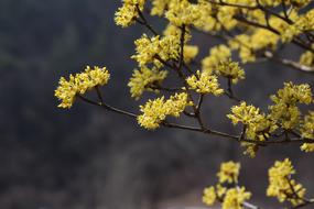 Nature Flowers Plants