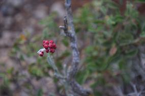 Red Everlasting Flower Plant