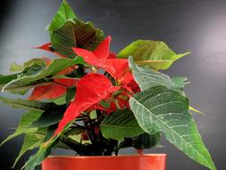 Poinsettia Adventsstern Advent