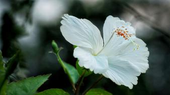 Chinese Hibiscus White