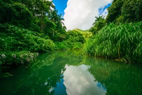 Waters River in Green forest view