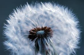 Dandelion Fluffy Nature