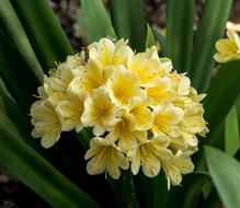 Clivia Yellow Bulb