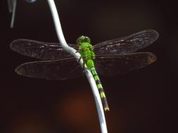 Dragon Fly Insects