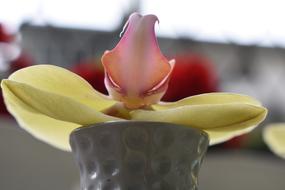 Flower Petal Meditation