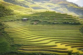 Terraces Cooked Rice Sunset