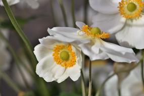 Anemone Blossom Bloom
