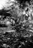 Tree Nature Monochrome