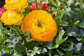 Ranunculus Orange Ranunkel