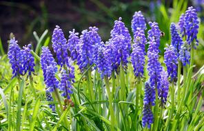 Grape Hyacinth Blue Spring