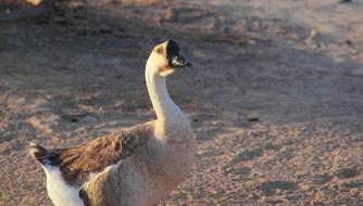 Nature Wildlife Outdoors