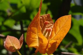 Bougainvillea Pistil Petal