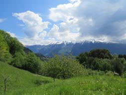 Nature Landscape Tree