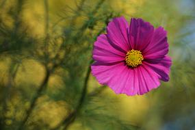 Flower Late Summer Pink
