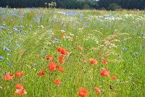 Flower Poppy Meadow