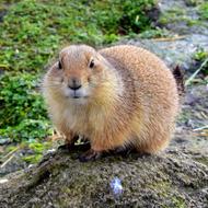 Rodent Mammals Nature