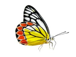 Nature Animals Butterfly