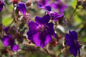 Flower Blossom Bloom