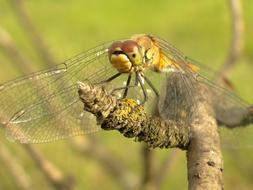 Animals Nature Insect Dragonflies