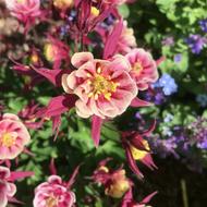 Columbine Ruffled Garden