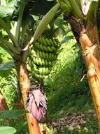 Bananas Tree Plant
