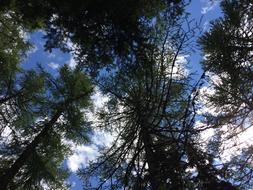 Trees Sky
