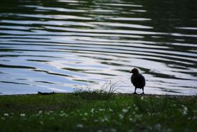 Fledgling Water Nature