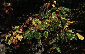 Autumn Forest Oak Leaves Indian
