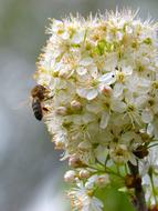 Plum Flowering Tree Bee