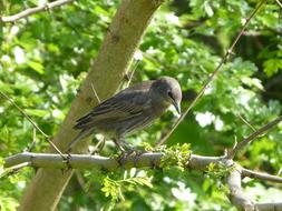 Tree Nature At The Court Of Wild
