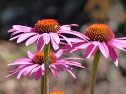 Cone Flower Echinacea Pink