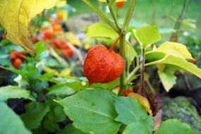 Lampion Lampionblume Orange