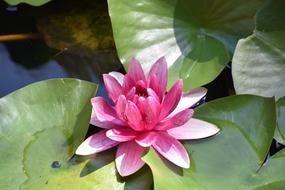 Mare Water Lily Flower