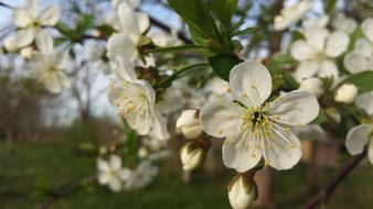 Flower Tree Nature