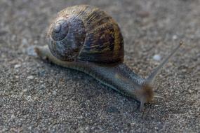 Shell Snail Slow