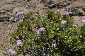 Flower Summer Nature