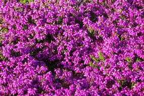 Flowers Purple Heather