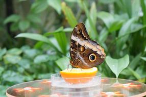 Nature Animal Summer