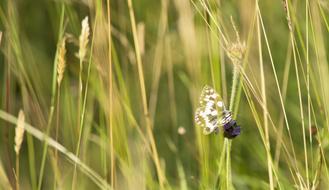 Nature Butterfly Insect