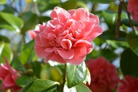 Flower Camellia Pink Green Leaves