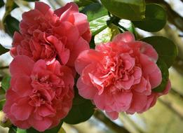 Flower Plant Flowers Of Camellia