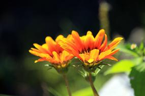 Venidium Flower Nature