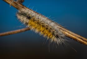 Nature Insect Krupnyj Plan