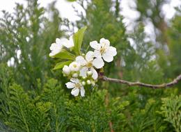 Flowers Of Apple Tree Shrub