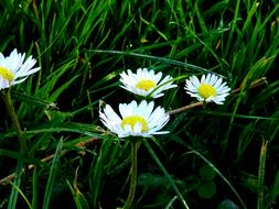 Meadow Daisy Flowers Flower