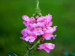 Pink Flower Natural Flowers