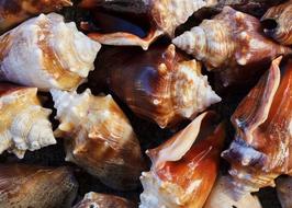 Shells Conch Sea